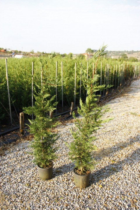 Yeşil Leylandi Cupressocyparis leylandii (CUPRESSACEAE)
