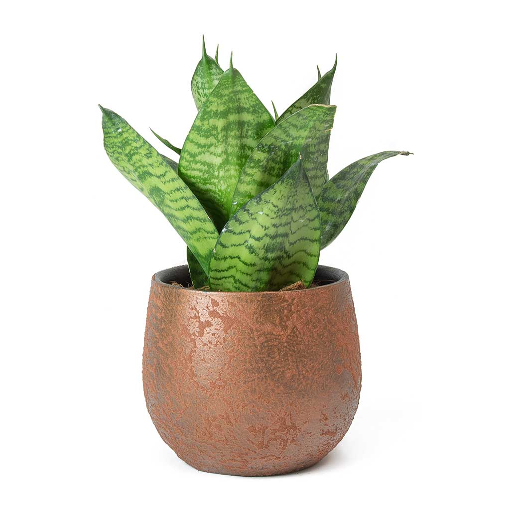 Yeşil Paşa Kılıcı – Sansevieria Hahnii 15-20 cm Yeşil Paşa Kılıcı – Sansevieria Hahnii 15-20 cm