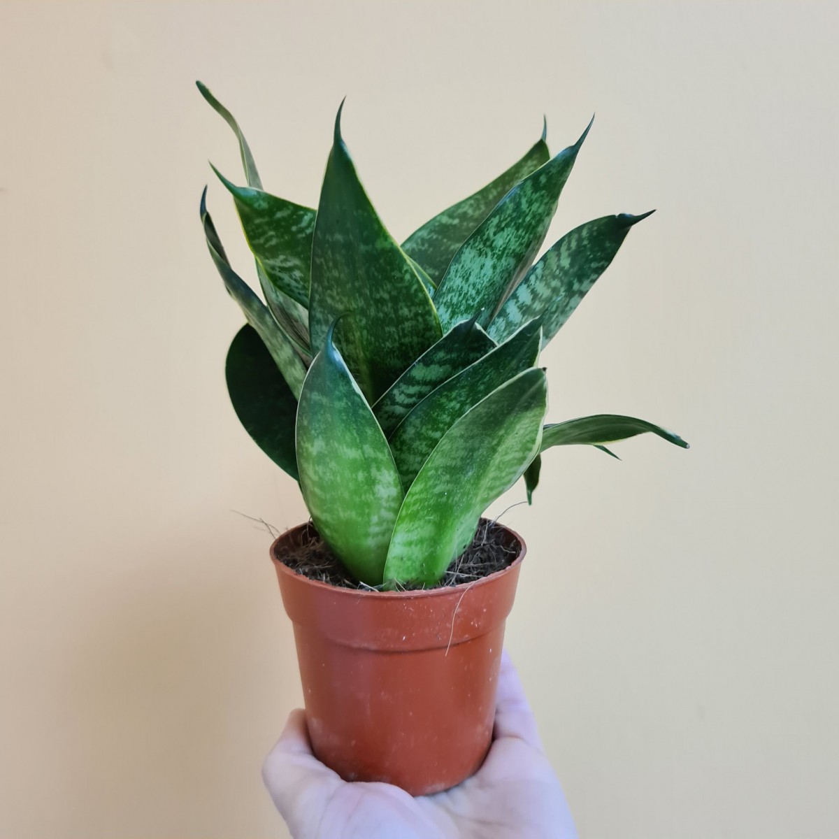 Yeşil Paşa Kılıcı – Sansevieria Hahnii 15-20 cm Yeşil Paşa Kılıcı – Sansevieria Hahnii 15-20 cm