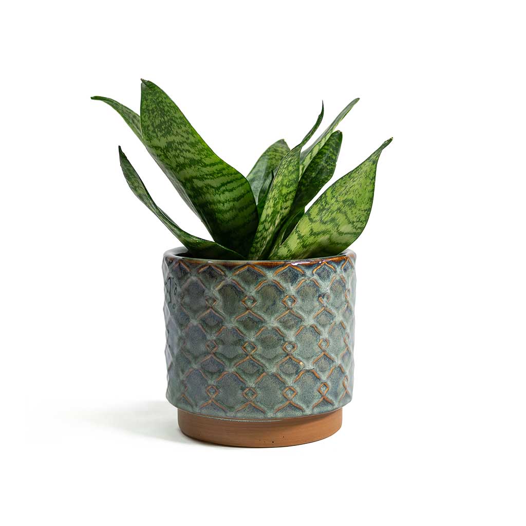 Yeşil Paşa Kılıcı – Sansevieria Hahnii 15-20 cm Yeşil Paşa Kılıcı – Sansevieria Hahnii 15-20 cm