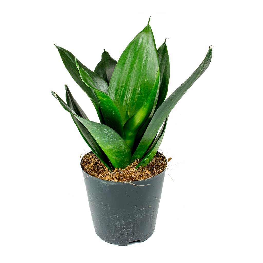 Yeşil Paşa Kılıcı – Sansevieria Hahnii 15-20 cm Yeşil Paşa Kılıcı – Sansevieria Hahnii 15-20 cm