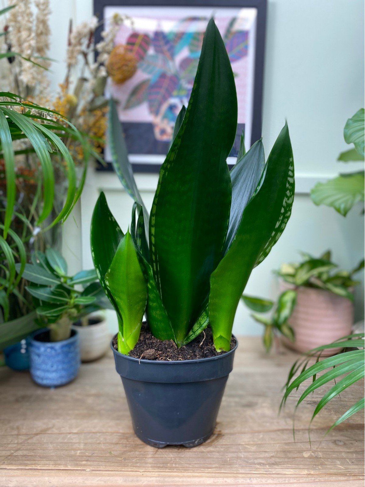 Yeşil Paşa Kılıcı – Sansevieria Hahnii 15-20 cm Yeşil Paşa Kılıcı – Sansevieria Hahnii 15-20 cm