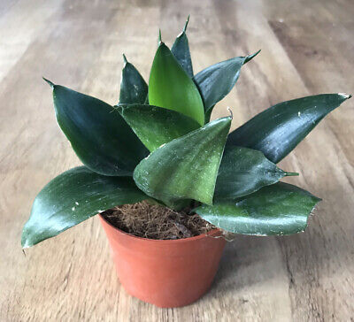 Yeşil Paşa Kılıcı – Sansevieria Hahnii 15-20 cm Yeşil Paşa Kılıcı – Sansevieria Hahnii 15-20 cm
