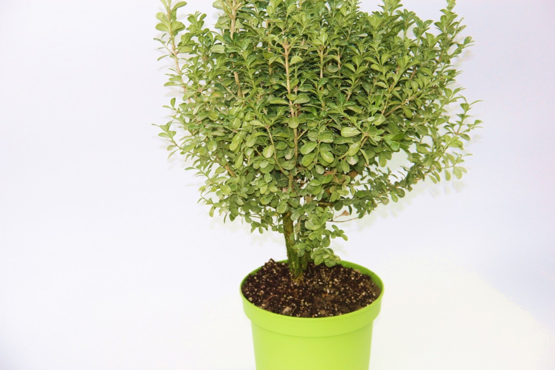 Yeşil Saksıda Şimşir Fidanı 5 Adet