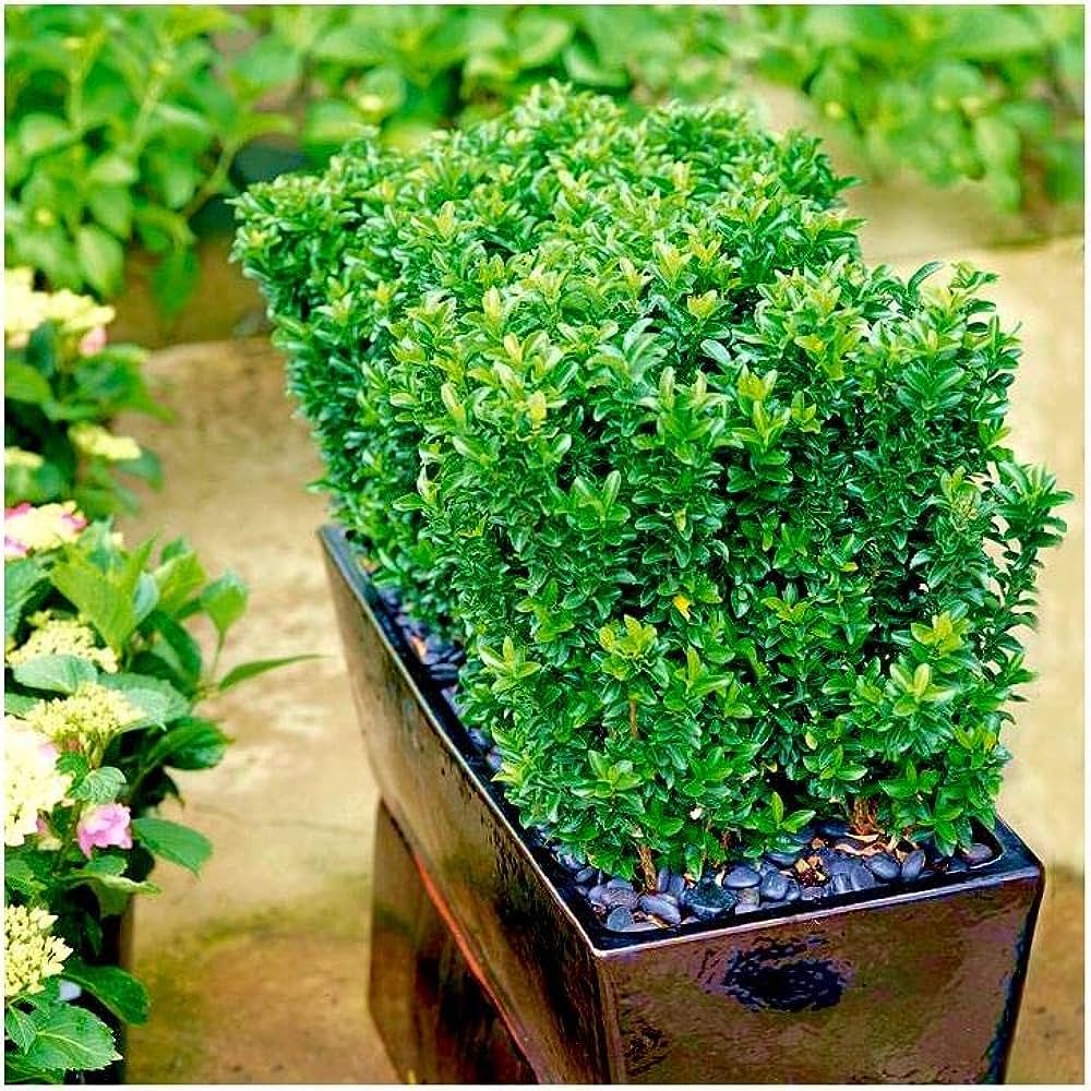 Yeşil Sütun Taflan – Green rocket  30 Adet