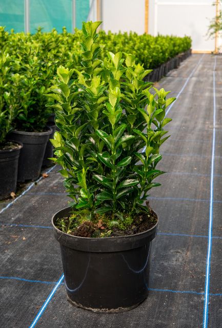 Yeşil Sütun Taflan – Green rocket  30 Adet