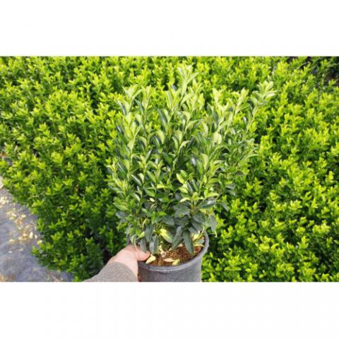 Yeşil Sütun Taflan – Green rocket 5 Adet