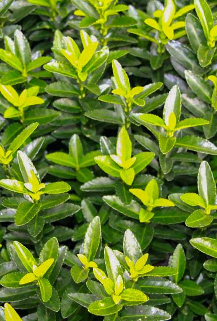 Yeşil Sütun Taflan – Green rocket 5 Adet Yeşil Sütun Taflan – Green rocket 5 Adet