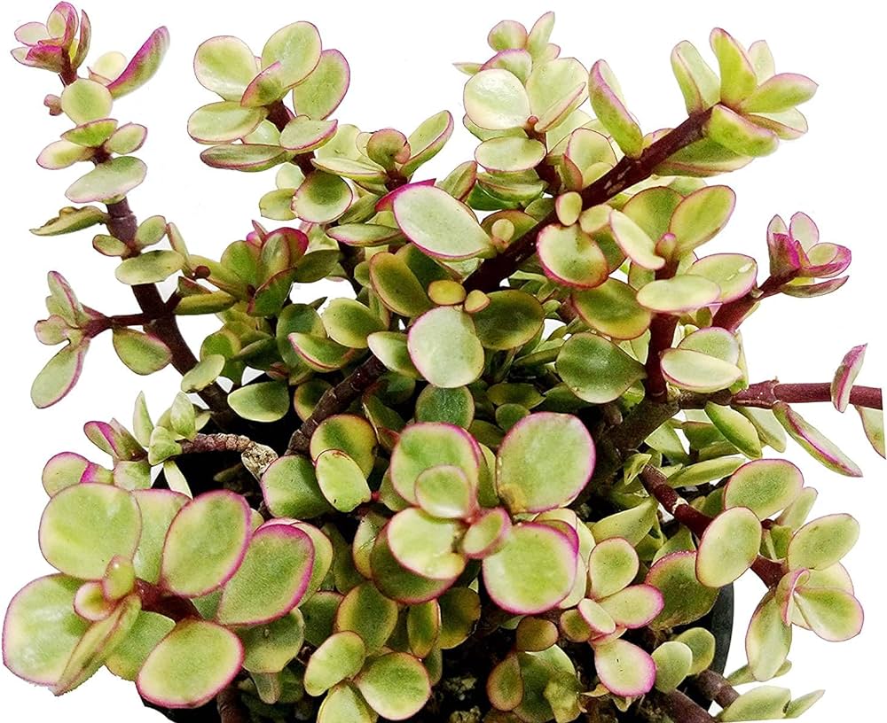 Yeşim Ağacı Çiçeği - Portulacaria Afra Variegata 5 Adet