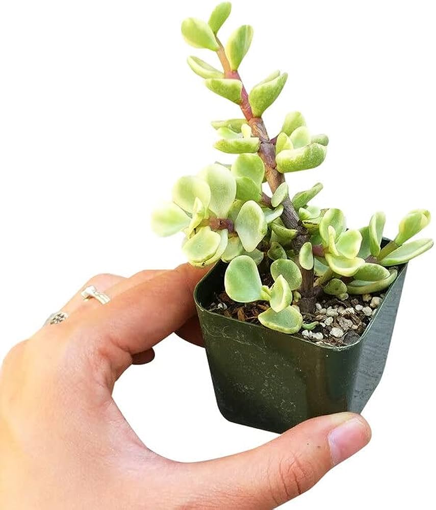 Yeşim Ağacı Çiçeği - Portulacaria Afra Variegata 5 Adet