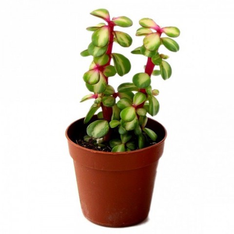 Yeşim Ağacı Çiçeği - Portulacaria Afra Variegata 5 Adet