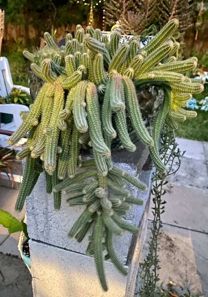 Yılan Kaktüs Chamaecereus silvestris 5 Adet Yılan Kaktüs Chamaecereus silvestris 5 Adet