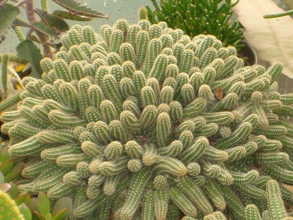 Yılan Kaktüs Chamaecereus silvestris 5 Adet Yılan Kaktüs Chamaecereus silvestris 5 Adet
