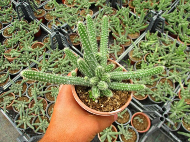 Yılan Kaktüs Chamaecereus silvestris 5 Adet Yılan Kaktüs Chamaecereus silvestris 5 Adet