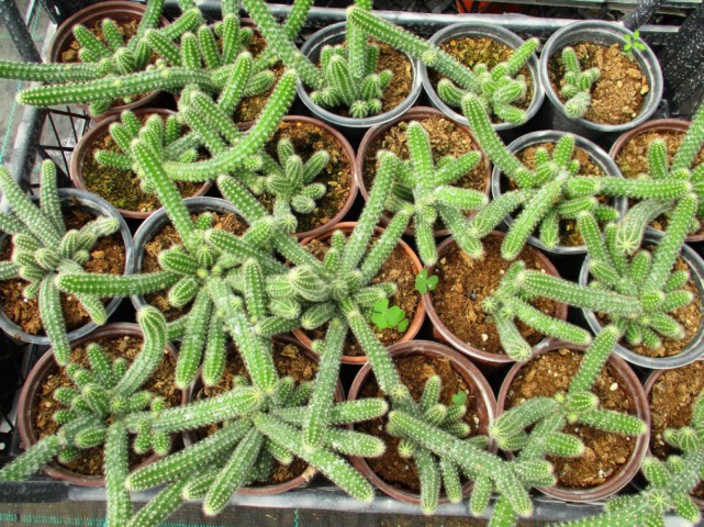 Yılan Kaktüs Chamaecereus silvestris 5 Adet Yılan Kaktüs Chamaecereus silvestris 5 Adet