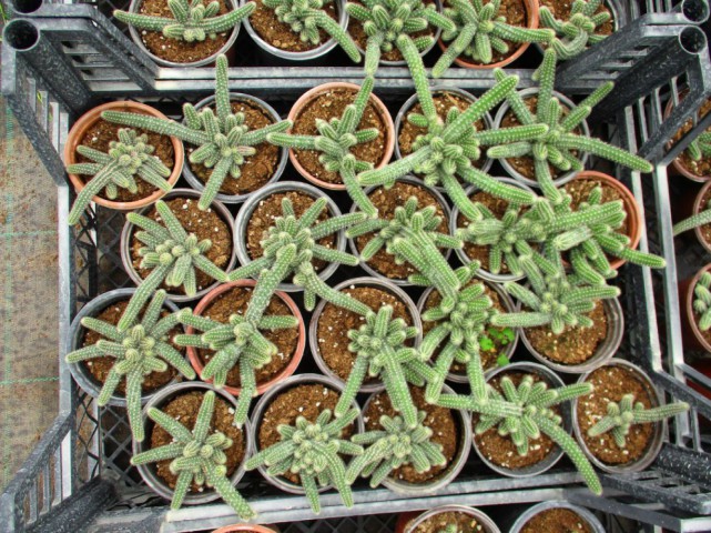 Yılan Kaktüs Chamaecereus silvestris 5 Adet Yılan Kaktüs Chamaecereus silvestris 5 Adet