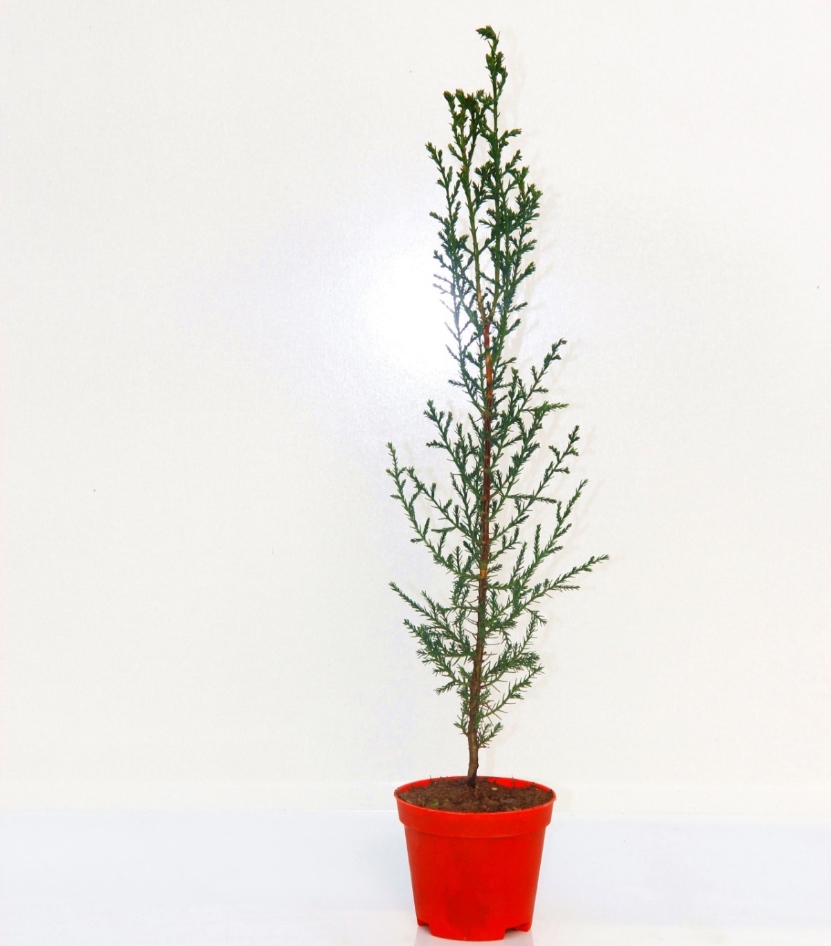 YILBAŞI ÇAMI HEDİYELİK - MİNİ CANLI YILBAŞI AĞACI 30-40 CM YILBAŞI ÇAMI HEDİYELİK - MİNİ CANLI YILBAŞI AĞACI 30-40 CM