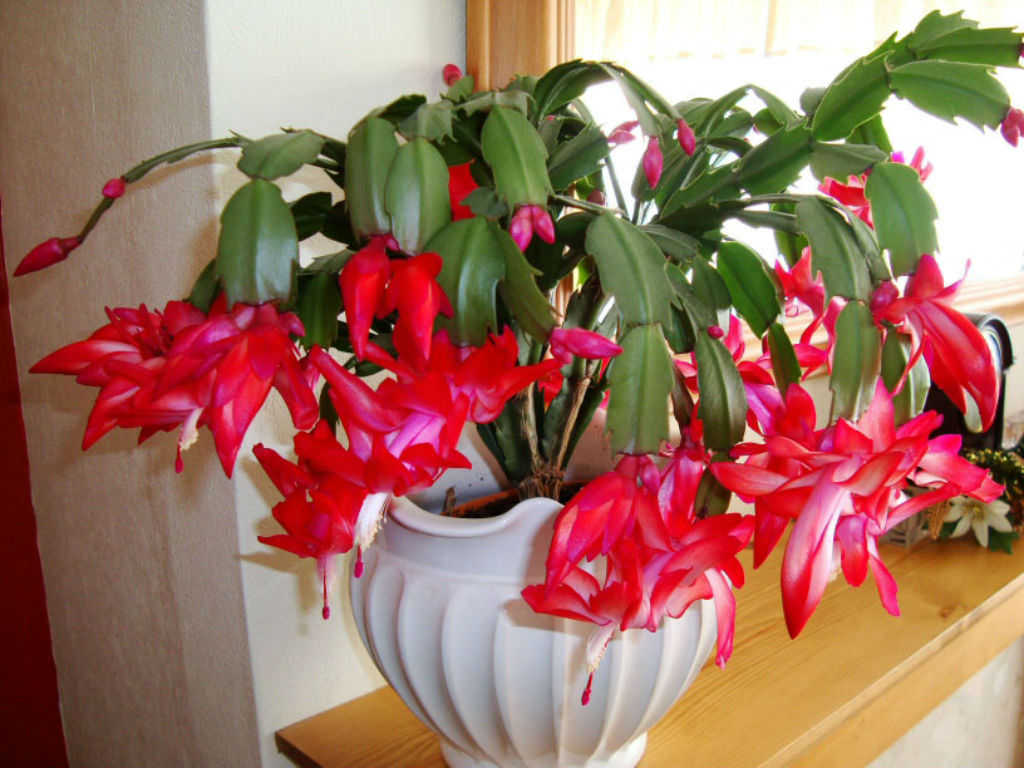 Yılbaşı Çiçeği – Schlumbergera Yılbaşı Çiçeği – Schlumbergera