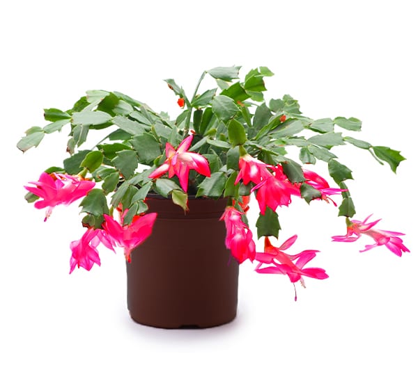 Yılbaşı Çiçeği – Schlumbergera Yılbaşı Çiçeği – Schlumbergera