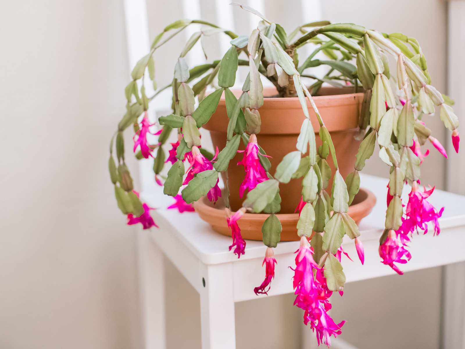Yılbaşı Çiçeği – Schlumbergera Yılbaşı Çiçeği – Schlumbergera
