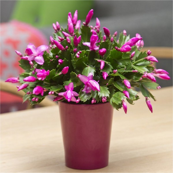 Yılbaşı Çiçeği – Schlumbergera Yılbaşı Çiçeği – Schlumbergera