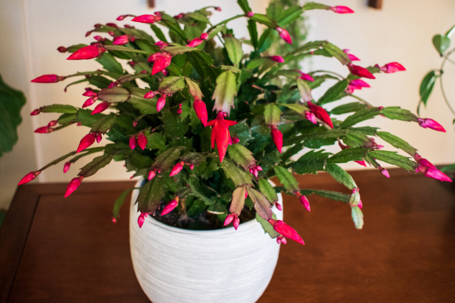 Yılbaşı Çiçeği – Schlumbergera Yılbaşı Çiçeği – Schlumbergera