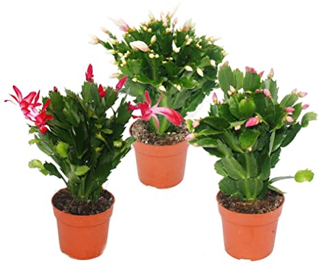 Yılbaşı Çiçeği – Schlumbergera Yılbaşı Çiçeği – Schlumbergera