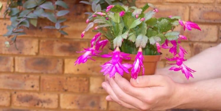 Yılbaşı Çiçeği – Schlumbergera Yılbaşı Çiçeği – Schlumbergera