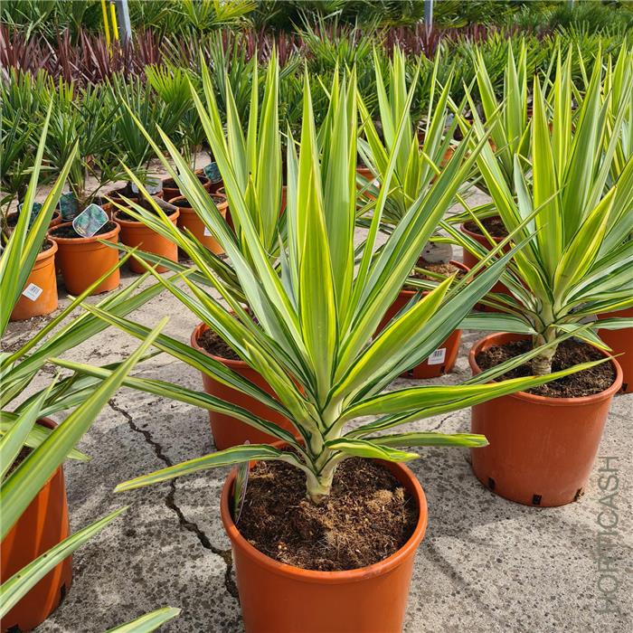 Yucca Jewel 40cm Yucca Jewel 40cm