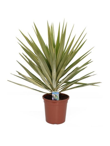Yucca Jewel 40cm Yucca Jewel 40cm