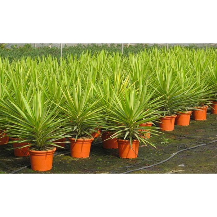 Yucca Jewel 40cm Yucca Jewel 40cm