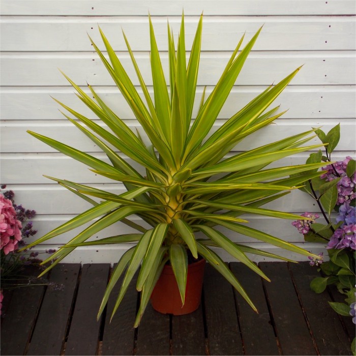 Yucca Jewel 40cm Yucca Jewel 40cm