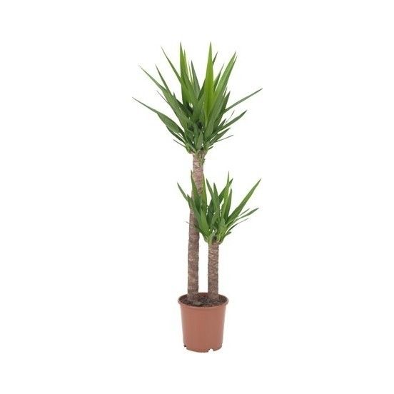Yuka – Yucca 2’li 100-125cm Yuka – Yucca 2’li 100-125cm