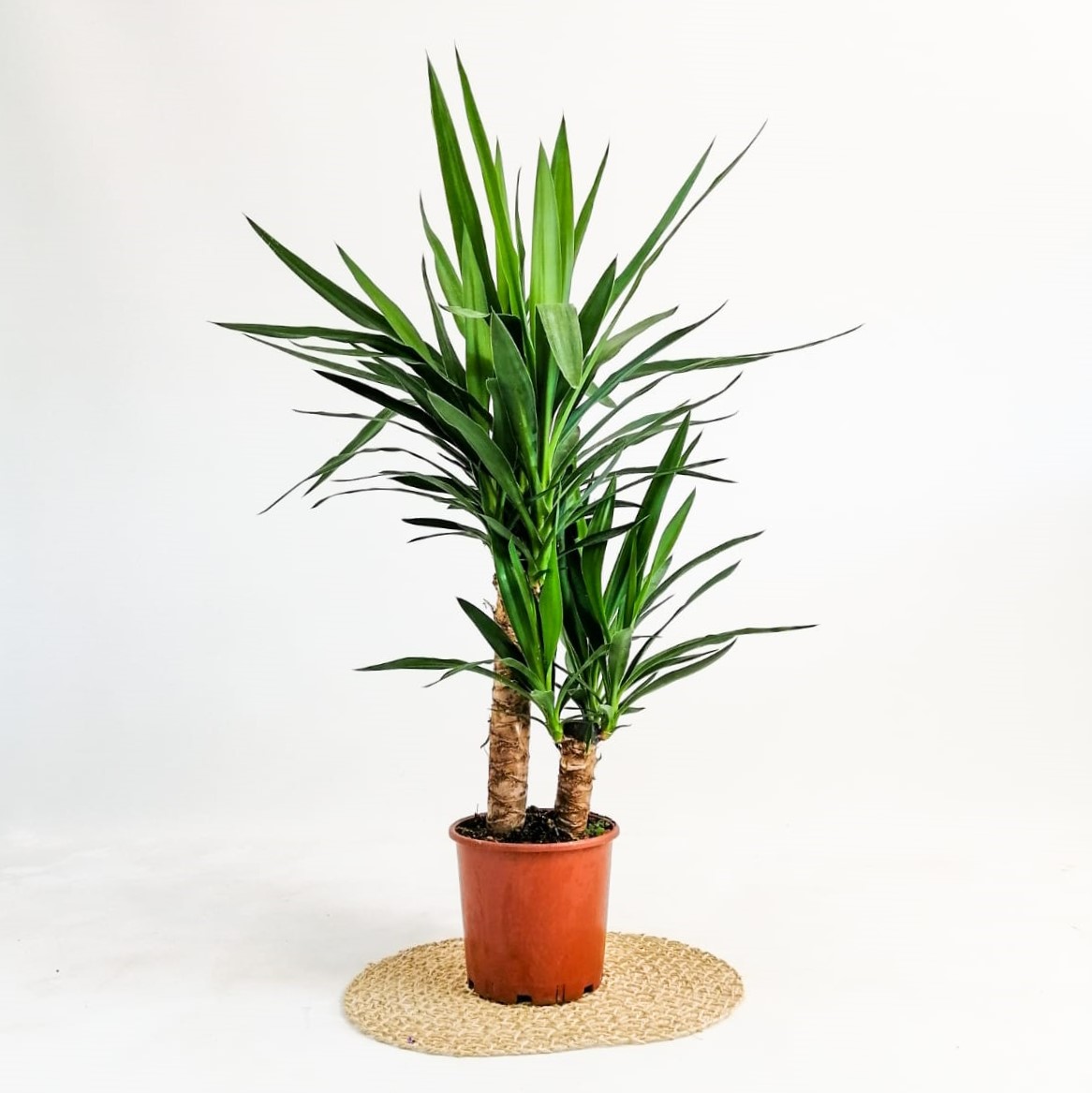 Yuka – Yucca 2’li 100-125cm Yuka – Yucca 2’li 100-125cm