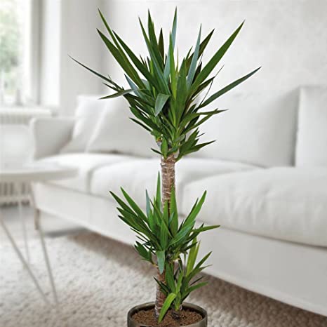 Yuka – Yucca 2’li 100-125cm Yuka – Yucca 2’li 100-125cm
