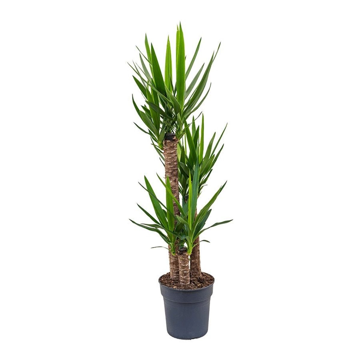 Yuka – Yucca 3’lü 100-125cm Yuka – Yucca 3’lü 100-125cm