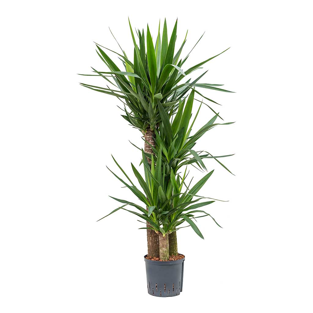 Yuka – Yucca 3’lü 100-125cm Yuka – Yucca 3’lü 100-125cm