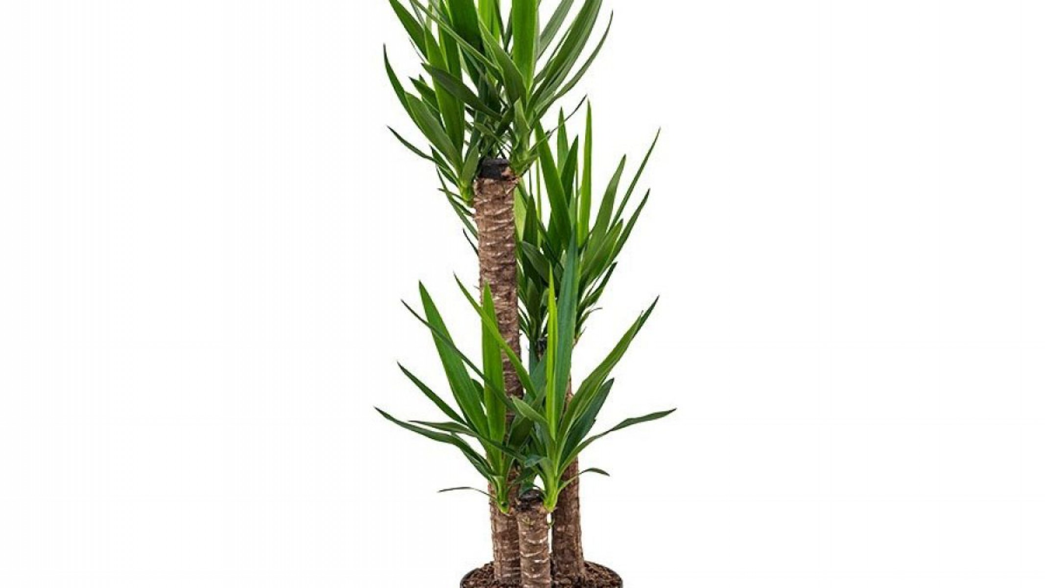 Yuka – Yucca 3’lü 100-125cm Yuka – Yucca 3’lü 100-125cm