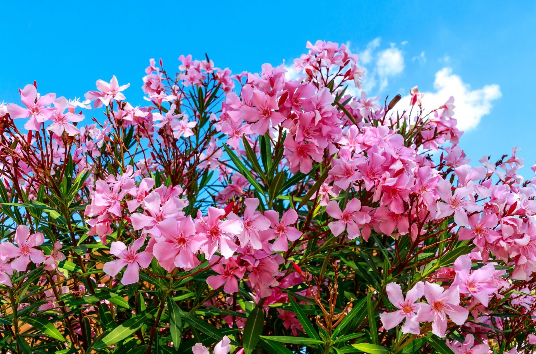 Zakkum -  Nerium Oleander 20 Adet