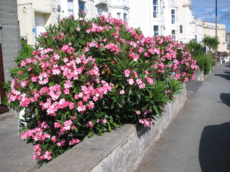 Zakkum -  Nerium Oleander 20 Adet