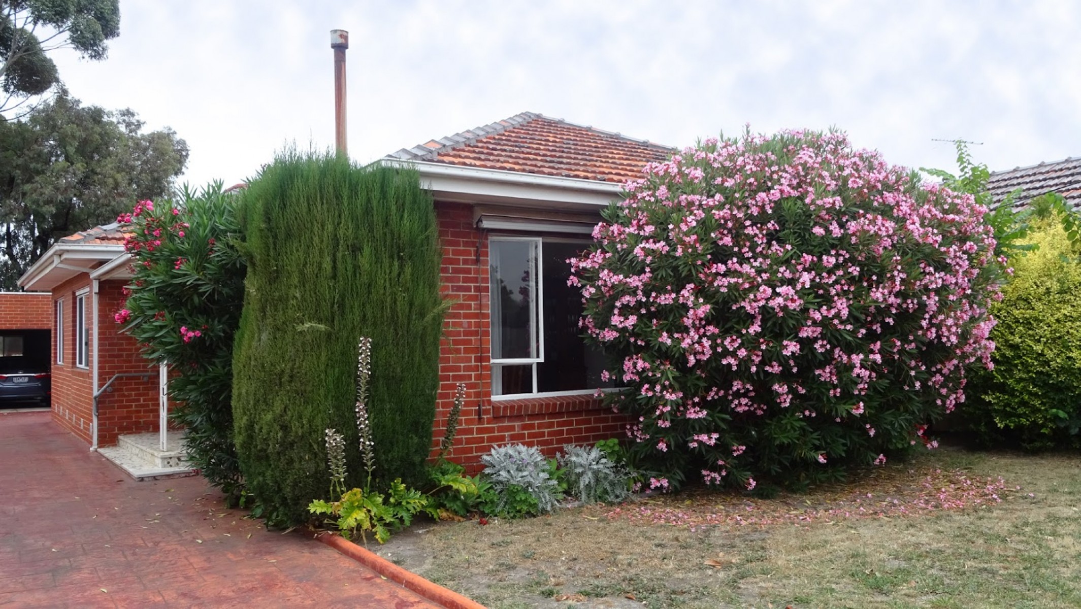 Zakkum Nerium oleander 60-80 cm 3 Adet Zakkum Nerium oleander 60-80 cm 3 Adet