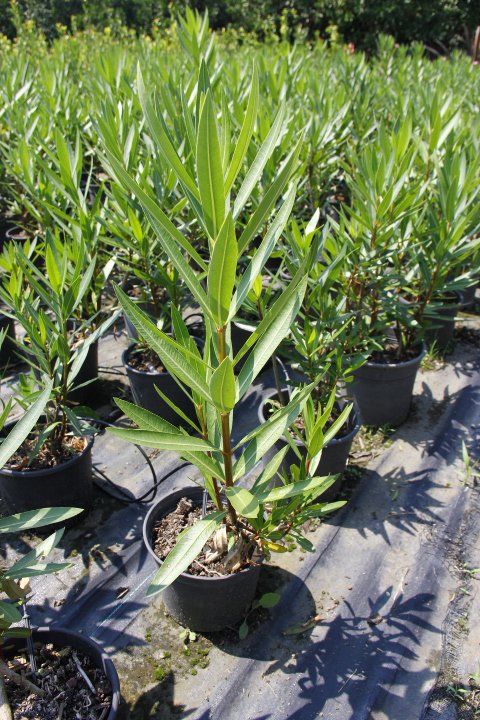 Zakkum Nerium oleander 60-80 cm 3 Adet Zakkum Nerium oleander 60-80 cm 3 Adet