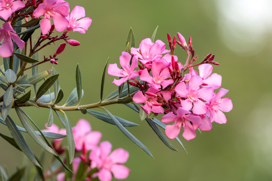 Zakkum - Nerium Oleander 3 Adet Zakkum - Nerium Oleander 3 Adet