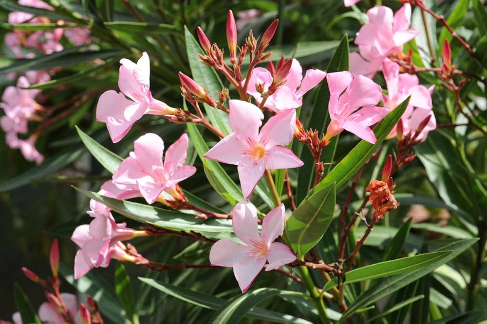 Zakkum Nerium oleander 60-80 cm 3 Adet Zakkum Nerium oleander 60-80 cm 3 Adet