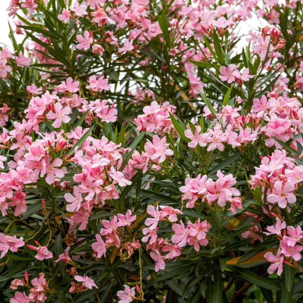 Zakkum Nerium oleander 60-80 cm 3 Adet Zakkum Nerium oleander 60-80 cm 3 Adet