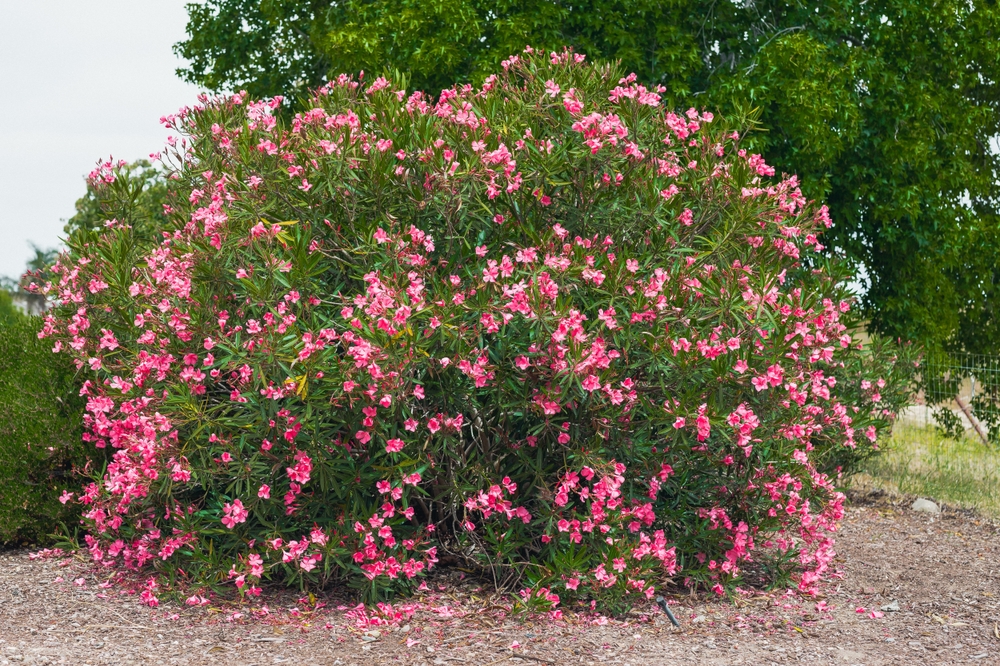 Zakkum Nerium oleander 60-80 cm 5 Adet