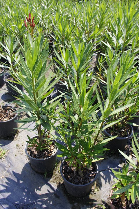 Zakkum Nerium oleander 60-80 cm 5 Adet