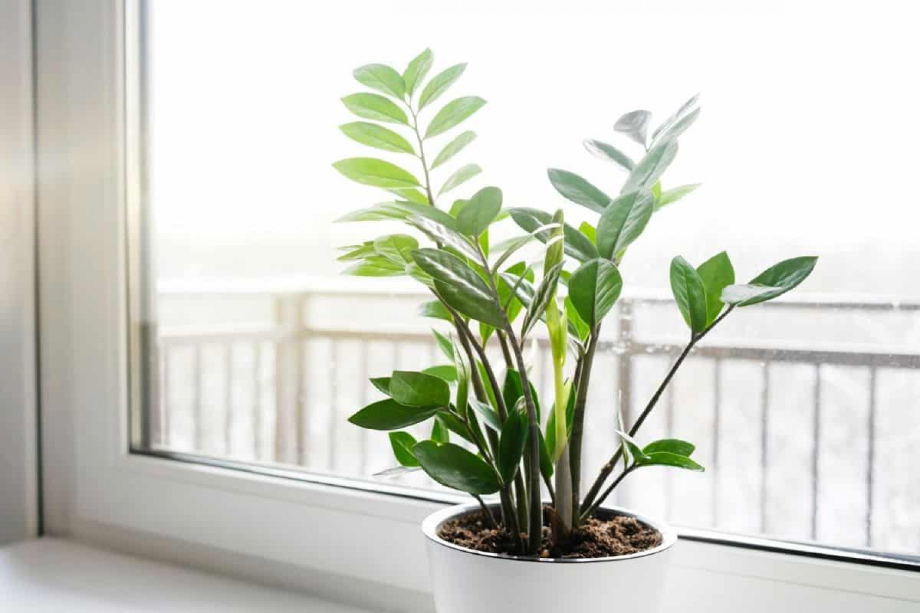 Zamia (Zeze Çiçeği) - 2 Adet