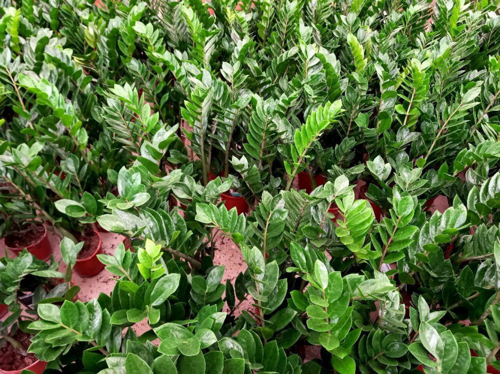 Zamia (Zeze çiçeği) 2 Adet
