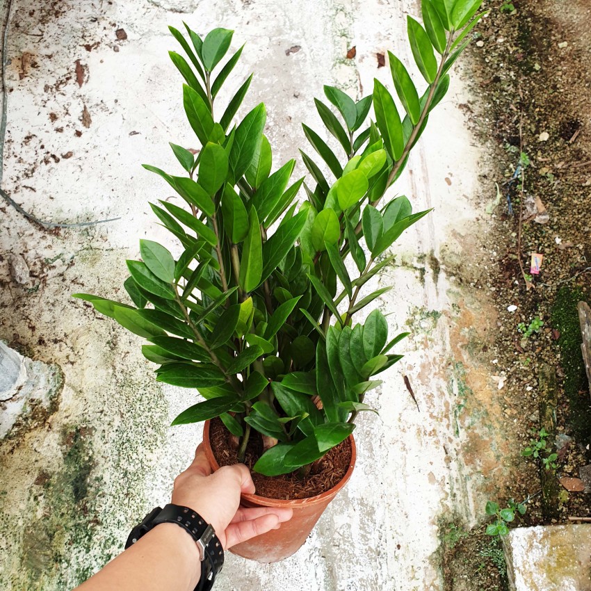 Zamia (Zeze çiçeği) 2 Adet